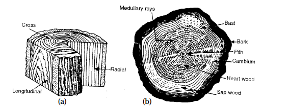 Cross Section of a tree