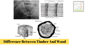 Difference Between Timber And Wood | What is Wood | What is Timber