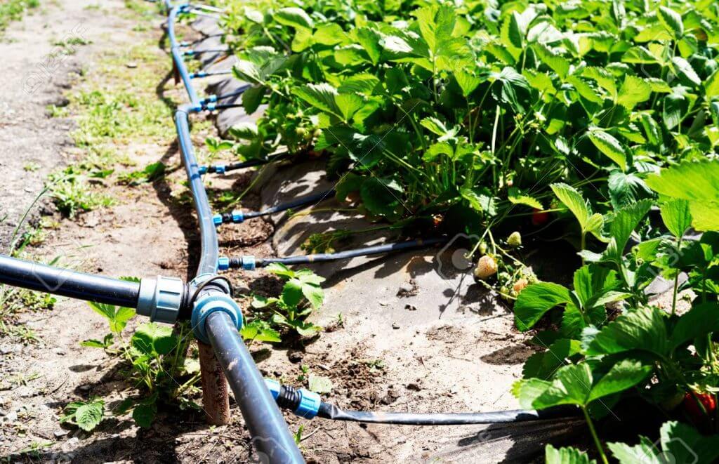 Drip Irrigation