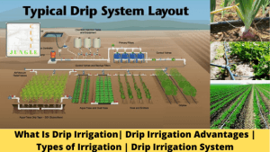 What Is Drip Irrigation | Drip Irrigation Advantages | Types of Irrigation | Drip Irrigation System