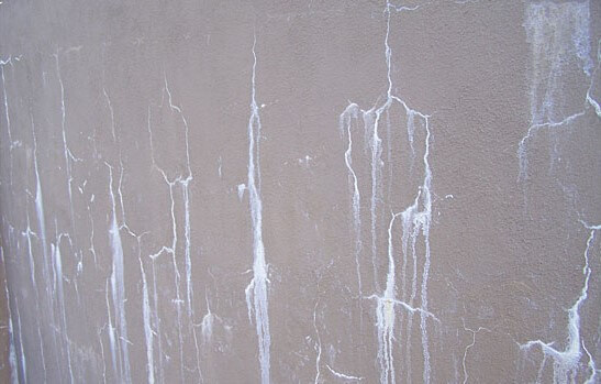 Efflorescence in Plaster