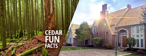 Cedar Wood Facts