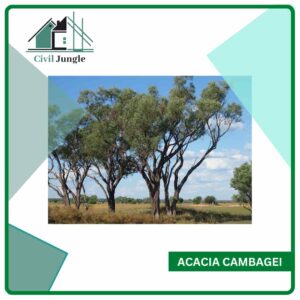 Acacia Cambagei