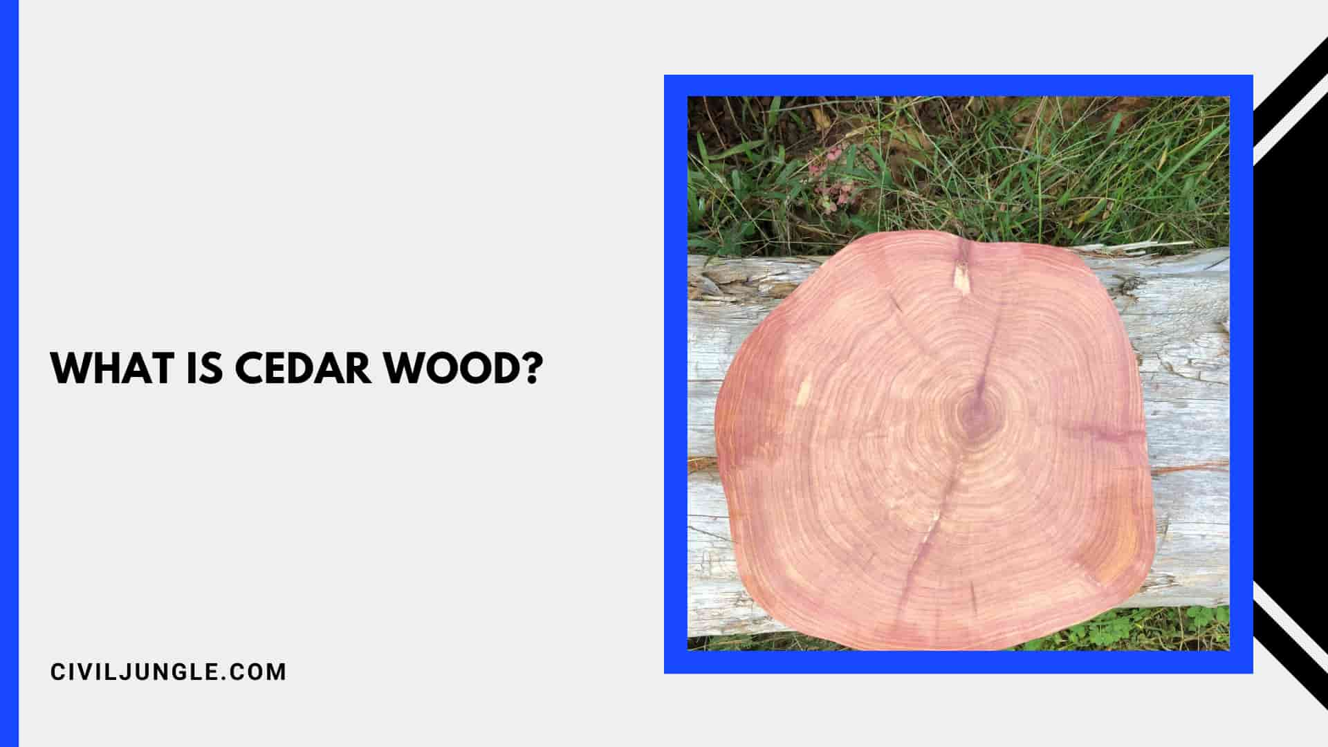 What Is Cedar Wood And Their Usage